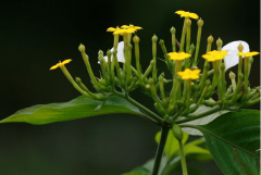 玉叶金花的花语是什么?玉叶金花虽然花朵