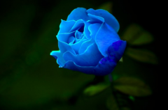 蓝玫瑰的花语你都知道哪些?想要借花献情