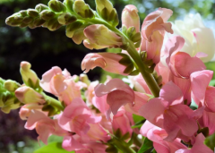 金鱼草花期是什么时候？播种时间不同花