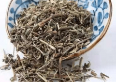 透骨草有多少种？透骨草的常用种类介绍