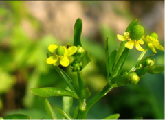 石龙芮的能治乙肝吗?带你快速了解石龙芮