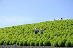 ​地肤红几月播种？一起来了解地肤红的