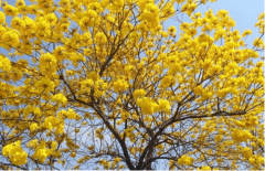 黄花风铃木花期是什么时候?黄花风铃木花