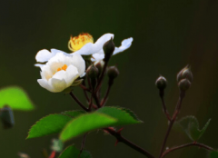 野蔷薇的花语是什么？野蔷薇的花语和传