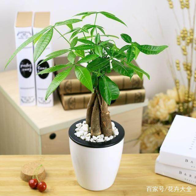 8种给人带来好处的植物，有什么寓意？