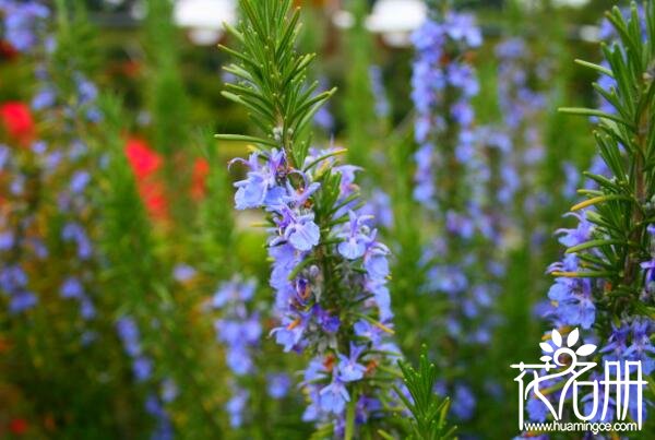 什么花的花语是回忆 五种代表回忆的植物