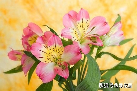 六出花的花语是什么？六出花的寓意及含