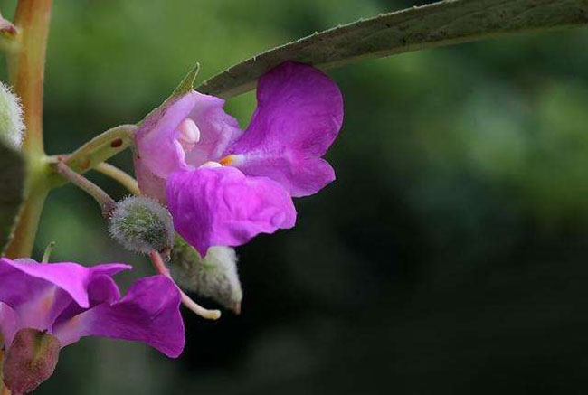 凤仙花的花语是什么？凤仙花的寓意和象