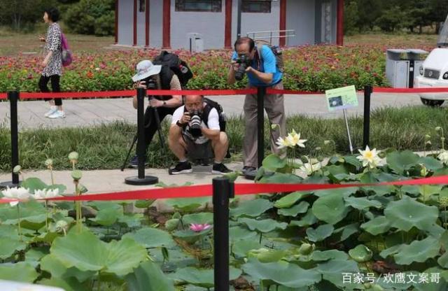 圆明园沉睡百年古莲子开花，花坚强让网