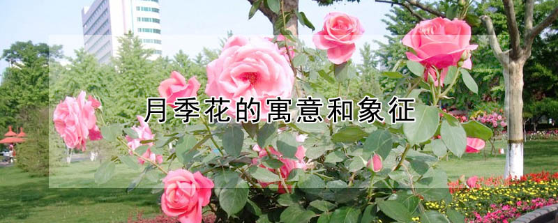 月季花的寓意和象征