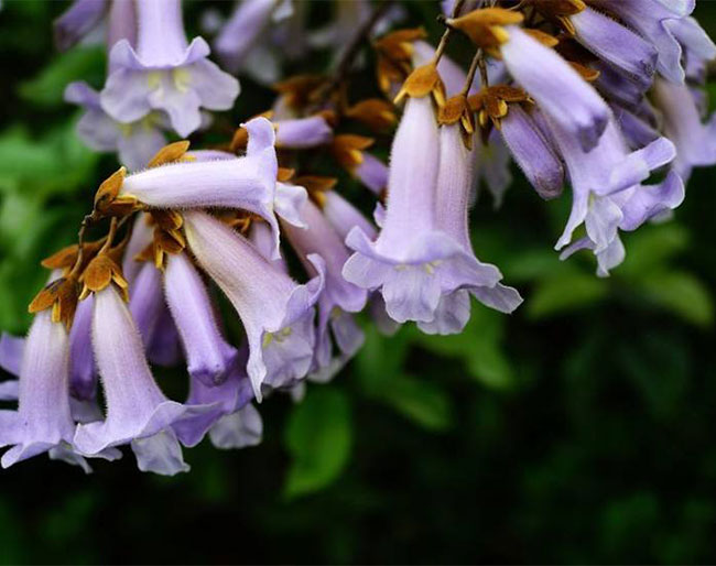 泡桐花的花语是什么？泡桐花的寓意和象