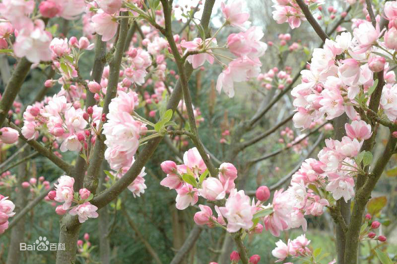 海棠花的花语是什么  海棠花的寓意和象