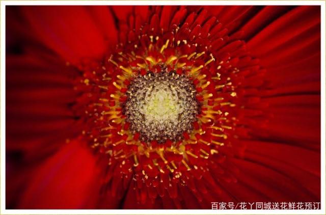 红色鲜花知多少？40种红色鲜花（附图）