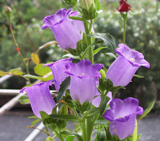 风铃花的花语是什么？风铃花的寓意和象