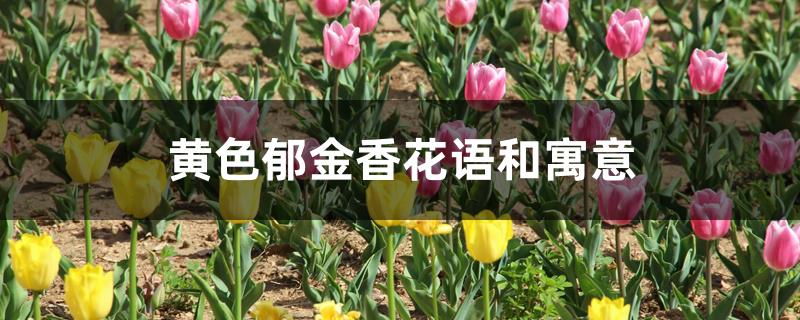 黄色郁金香花语和寓意