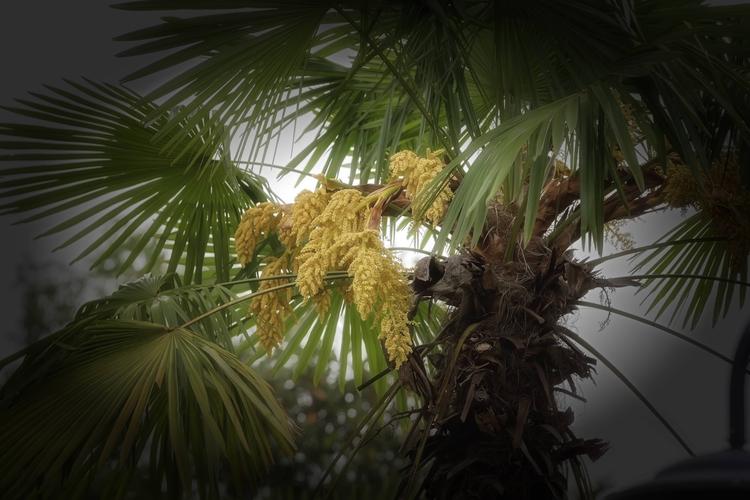 棕榈花的寓意(棕榈叶的寓意及象征)