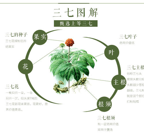 <strong>三七花的寓意(三七花的寓意和花语)</strong>