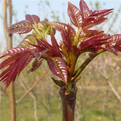 香椿是什么(香椿是什么季节的菜)