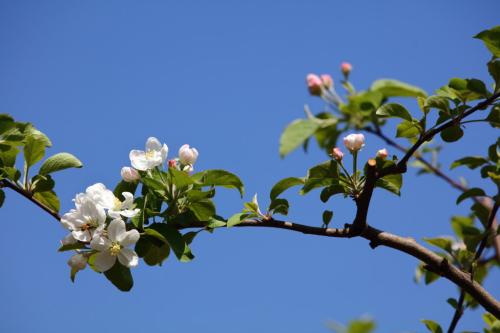 橡树花的寓意(橡树的寓意象征是什么)