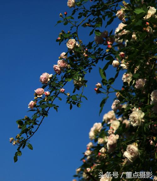 花棒的爱情寓意(中国古代寓意爱情的花