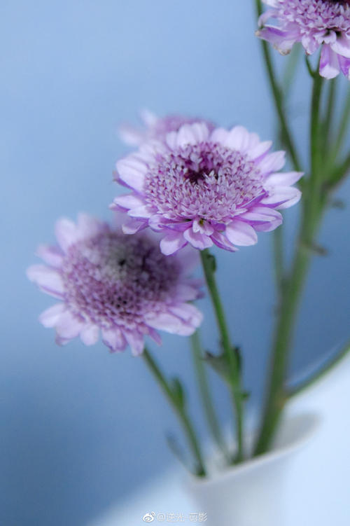 清淡花的寓意(清淡优雅的风景图片)