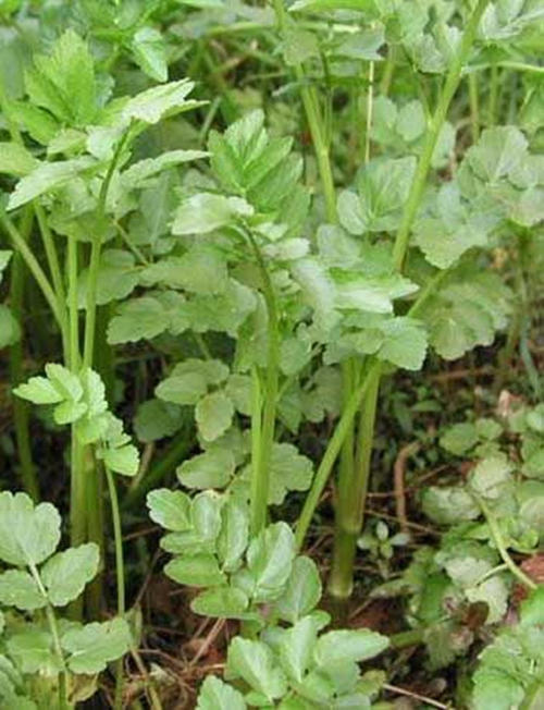 野生水芹菜(野生水芹菜有毒吗)