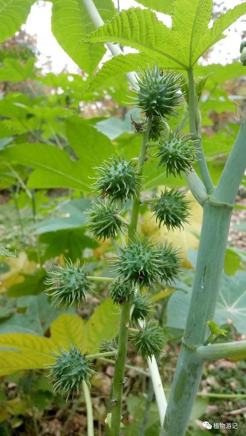 植物李百科(植物百科网站)