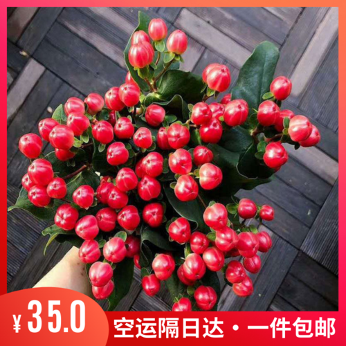 粉豆子花的寓意(粉豆子花有毒吗)