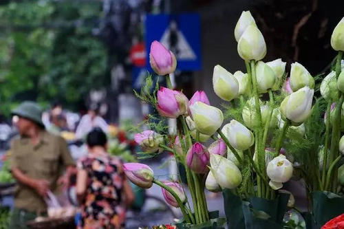 赐花的寓意(白百合花的寓意)