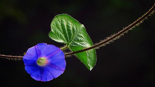 有中秋寓意的花(中秋花11元是什么寓意