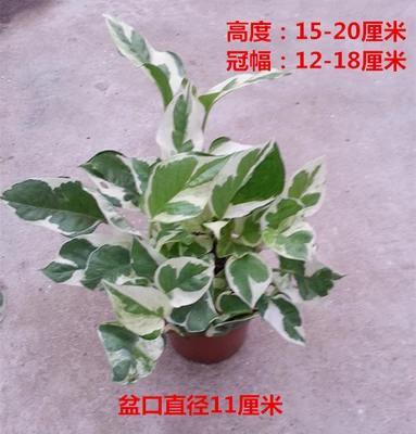 <strong>葛植物百科(中国植物百科网)</strong>