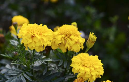 孔雀草花语(孔雀草花语大全带图片和花名