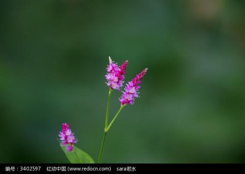 寓意双生的花(戒指双生结的寓意)