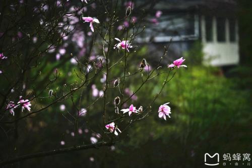 珠花雨落的寓意(龙珠花的寓意)