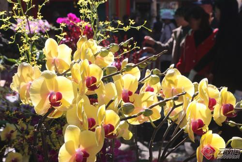 春节花的寓意(春节买什么花寓意好)