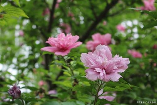 黄木槿花的寓意(木槿花寓意是什么意思