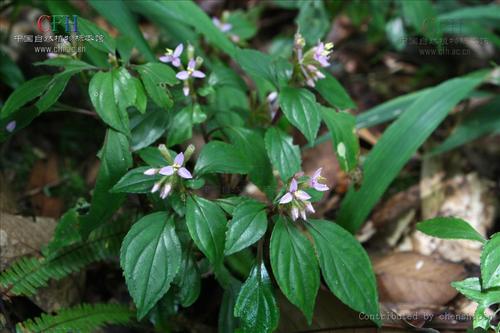 <strong>野植物百科(植物百科网站)</strong>