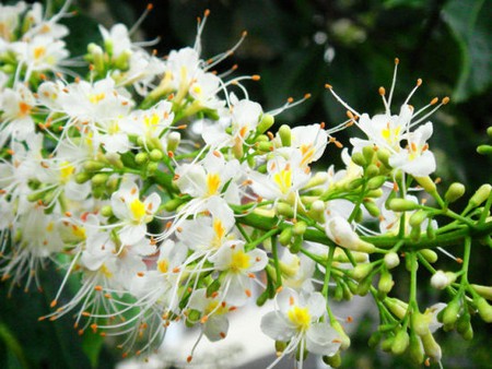 菩提子花的寓意(花根菩提子手串寓意)