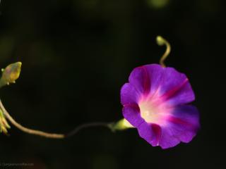 牵牛花的寓意(牵牛花的寓意是勤劳还有那