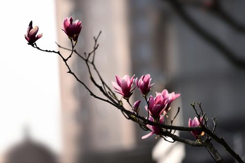 碧阳花的寓意(我的侠客碧阳花)