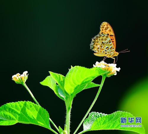 蝴蝶戏花的寓意(翡翠雕刻蝴蝶和花的寓意