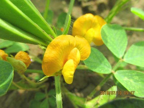 花生花的寓意(花生的寓意和象征)