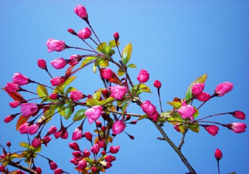 春季开的花寓意(春天开的花以及寓意)