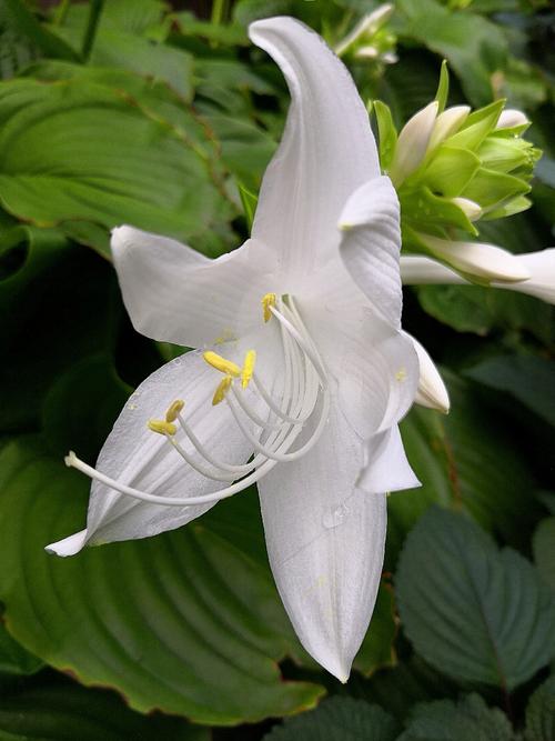 寓意入世的花(永生花寓意)