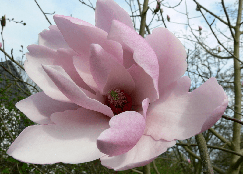 花中的花的寓意(不是花中偏爱菊的寓意