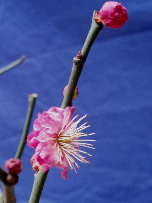 百花凋谢的寓意(百花大全名字和寓意)