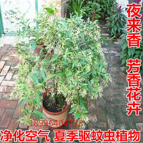 云南有什么驱蚊植物(家里种什么植物可以