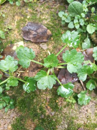 常见植物百科(常见植物百科全书)