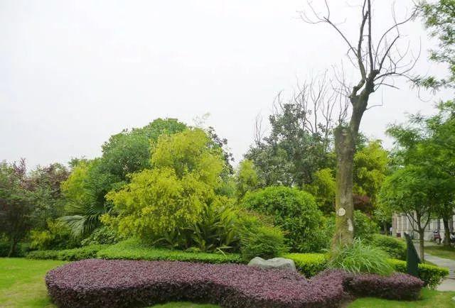 植物造型要点(植物造型修剪)