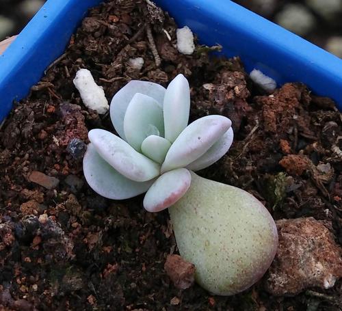 多肉植物雪莲长大了(多肉植物芙蓉雪莲